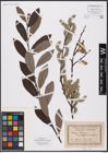 Foto von Salix aurita L. x Salix cinerea L.